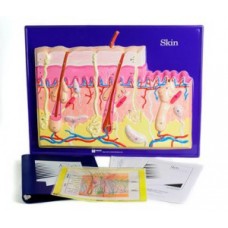 Μοντέλο Δέρματος (Activity Set)